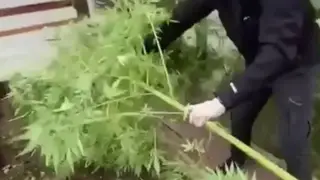 У дивногорца нашли и изъяли 25 килограмм конопли и пол килограмма марихуаны. Его не отправили в СИЗО У дивногорца нашли и изъяли 25 килограмм конопли и пол килограмма марихуаны. Его не отправили в СИЗО