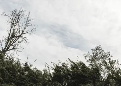 trees-cloudy-sky