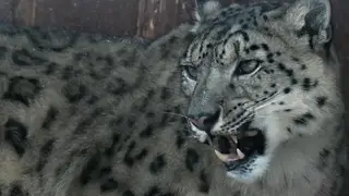 Снежные барсы в Туве оказались под угрозой из-за голодных медведей
