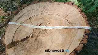 Стройки не будет. Мэрия не нашла следов строительства на месте вырубленных деревьев в Покровке