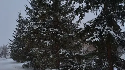 погода зима снег лес
