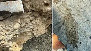 Учёные обнаружили древние ископаемые во время экспедиции в Забайкалье