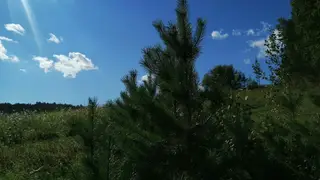 10 тонн семян сосны, ели и кедра собрали в Красноярском крае
