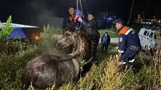 Провалившегося в колодец коня вытащили в Шушенском округе