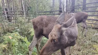 Группу лосей выпустили в естественную среду обитания после реабилитации в Новосибирском зоопарке Группу лосей выпустили в естественную среду обитания после реабилитации в Новосибирском зоопарке
