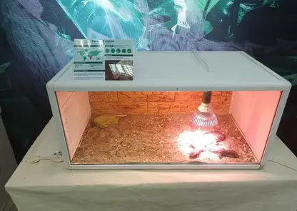 Без названия