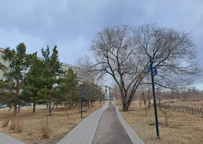 погода сквер деревья лавочка