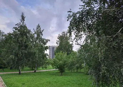 Погода деревья небо