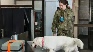 Сибирские таможенники выявили более 31 тысячи контрафактных товаров