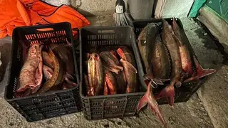 Двоих рыбаков осудили на пять лет за незаконную добычу краснокнижной рыбы в Красноярском крае