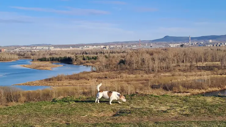 Собака животное питомец пес пёс собачка собаки