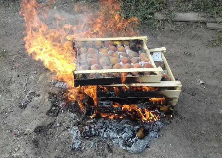 zarazhjonnye_perskiki_szhiganie