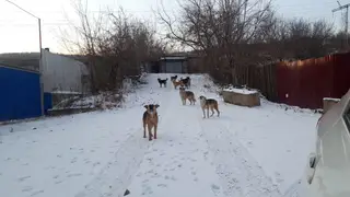 Новые правила отлова бродячих животных утвердили в Красноярском крае