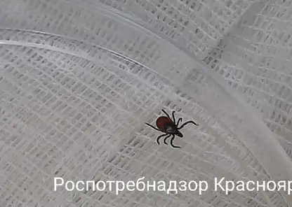 Клещи