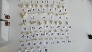 Более полусотни редких китайских кораллов попыталась провезти жительница Красноярска в чемодане Более полусотни редких китайских кораллов попыталась провезти жительница Красноярска в чемодане
