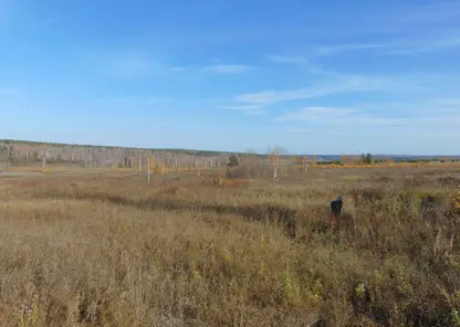 Зарастание участка Мужичкино