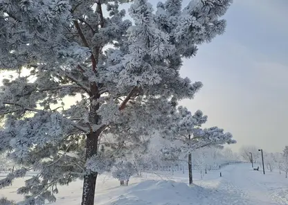 погода зима дерево снег мороз
