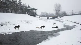 Инспектор ПДН из Кузбасса отбила хаски от стаи бродячих собак Инспектор ПДН из Кузбасса отбила хаски от стаи бродячих собак