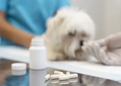 close-up-veterinarian-taking-care-pet
