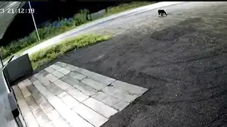 Медведь с бидоном на голове бегает по селу в Приморье Медведь с бидоном на голове бегает по селу в Приморье