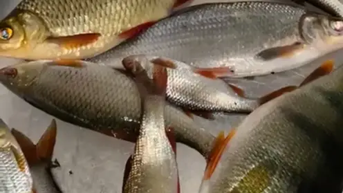 Рыба