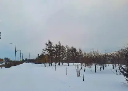 погода зима деревья