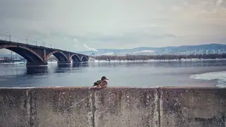 Первый рабочий день недели в Красноярске будет прохладным