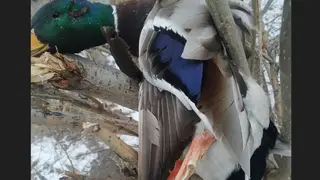 В Красноярске отстреливают уток В Красноярске отстреливают уток