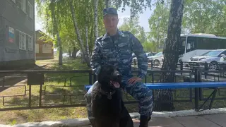 Полицейская собака Рич помогла раскрыть кражу двух баранов в Алтайском крае Полицейская собака Рич помогла раскрыть кражу двух баранов в Алтайском крае