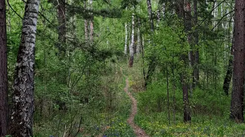 Лес Гремячая грива Красноярск