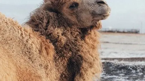 H7j9BeOZLEE