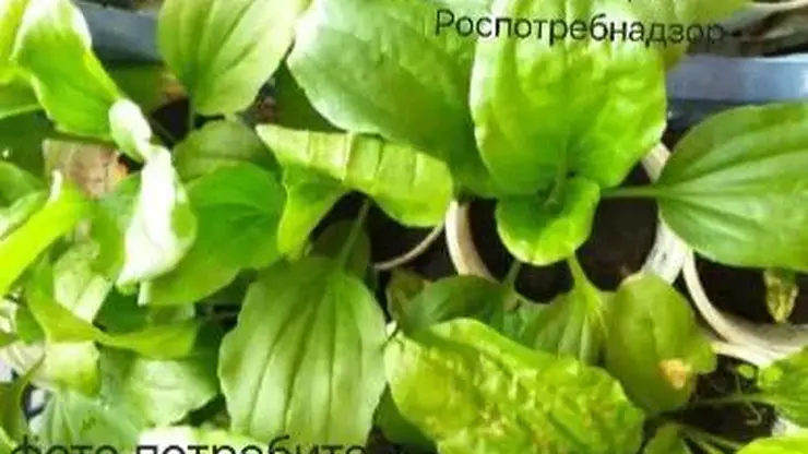 роспотр