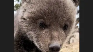 Красноярская семья принесла из леса медвежонка и держала у себя в квартире Красноярская семья принесла из леса медвежонка и держала у себя в квартире