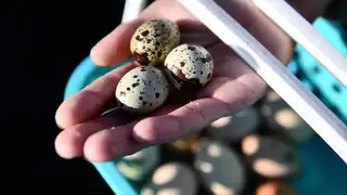 В чем польза перепелиных яиц? Раскрываем секреты здоровья