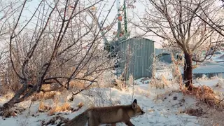 В Боготольском районе выявлено бешенство В Боготольском районе выявлено бешенство