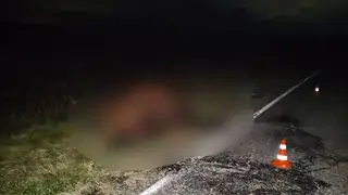 Водитель «Тойоты» насмерть сбил выбежавшего на дорогу коня в Красноярском крае Водитель «Тойоты» насмерть сбил выбежавшего на дорогу коня в Красноярском крае