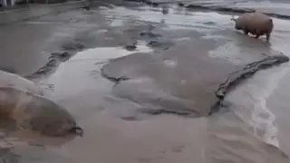 Деревня на юге Красноярского края утонула в грязевых потоках