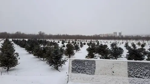 photo1669613154 (2)