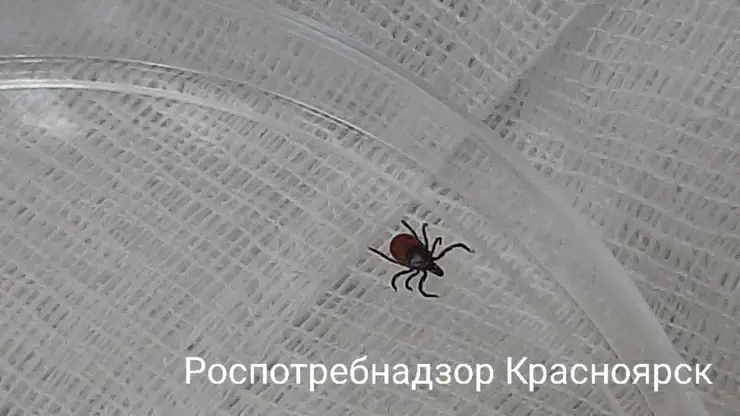 Клещи