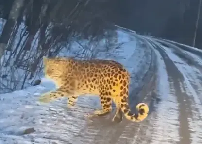 леопард