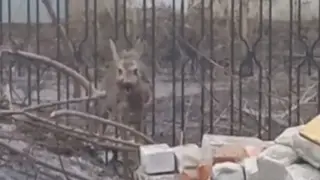 Застрявшую в заборе косулю спасли в Красноярском крае Застрявшую в заборе косулю спасли в Красноярском крае