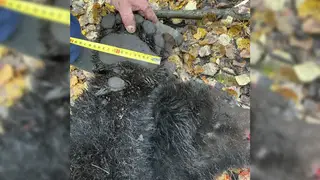 982 бурых медведя добыто в Красноярском крае 982 бурых медведя добыто в Красноярском крае