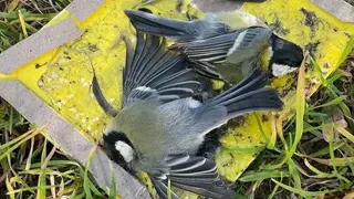 В Красноярске неизвестные травят птиц прямо на детской площадке В Красноярске неизвестные травят птиц прямо на детской площадке