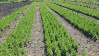 Красноярские лесничества начнут выращивать крупномеры для озеленения городов