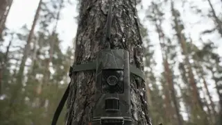 В Забайкалье в 2026 году установят тысячу новых фотоловушек для защиты лесов от пожаров