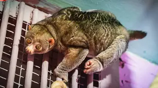 Самый медлительный зверёк потто по кличке Иван отмечает день рождения в красноярском «Роевом Ручье» Самый медлительный зверёк потто по кличке Иван отмечает день рождения в красноярском «Роевом Ручье»