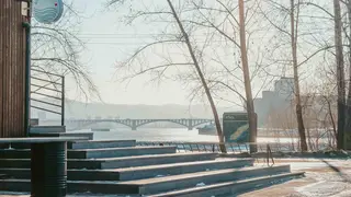В Красноярске лиса гуляет рядом с кафе в Центральной части города