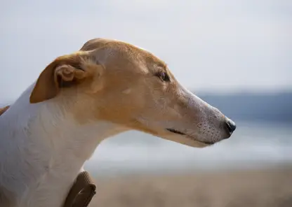 view-greyhound-dog-beach