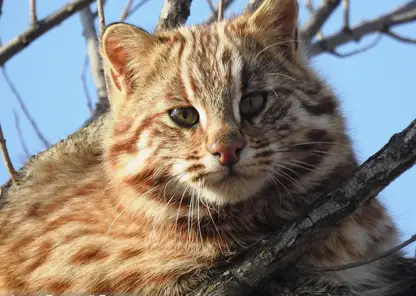 котофей
