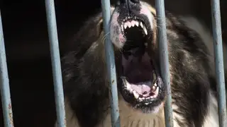Бездомные собаки напали на детей под Иркутском. Есть пострадавшая